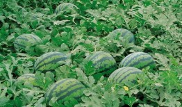 南宁微信吃瓜群免费吗,免费畅享热门资讯，轻松加入共享快乐